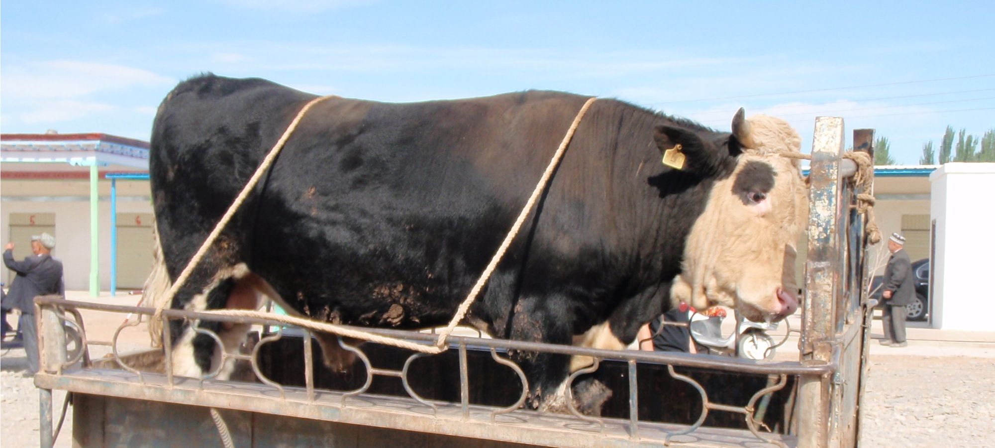 Kashgar - Livestock Market 